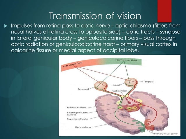 Physiology of vision | PPTX | Eye and Vision Conditions | Diseases and ...