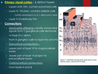 Physiology of vision | PPTX