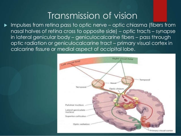 Physiology of vision