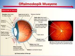 Oftalmoskopik Muayene
10
 