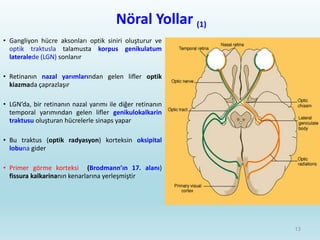 Nöral Yollar (1)
• Gangliyon hücre aksonları optik siniri oluşturur ve
optik traktusla talamusta korpus genikulatum
lateralede (LGN) sonlanır
• Retinanın nazal yarımlarından gelen lifler optik
kiazmada çaprazlaşır
• LGN’da, bir retinanın nazal yarımı ile diğer retinanın
temporal yarımından gelen lifler genikulokalkarin
traktusu oluşturan hücrelerle sinaps yapar
• Bu traktus (optik radyasyon) korteksin oksipital
lobuna gider
• Primer görme korteksi (Brodmann’ın 17. alanı)
fissura kalkarinanın kenarlarına yerleşmiştir
13
 