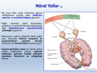 Nöral Yollar (2)
•Bir kısım lifler optik traktustan görme
reflekslerine aracılık eden kollikulus
superior ve pretektal bölgeye geçerler
•Diğer aksonlar optik kiazmadan,
endokrin ve aydınlık-karanlık döngüsüyle
ilgili hipotalamusun suprakiazmatik
çekirdeğine geçerler
•Aktivasyon sadece oksipital lobda değil,
aynı zamanda inferior temporal ve
posteroinferior parietal korteks
bölümleri ile frontal lobta meydana gelir
•Lateral genikülat cisme ek olarak aktive
edilen subkortikal yapılar superior
kollikulus, pulvinar, kaudat çekirdek,
putamen, klaustrum ve amigdalayı
kapsar
14
 