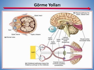 Görme Yolları
15
 
