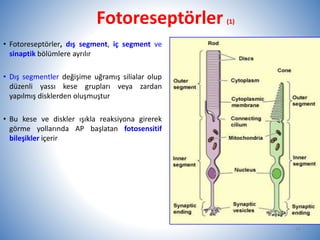 Fotoreseptörler (1)
• Fotoreseptörler, dış segment, iç segment ve
sinaptik bölümlere ayrılır
• Dış segmentler değişime uğramış silialar olup
düzenli yassı kese grupları veya zardan
yapılmış disklerden oluşmuştur
• Bu kese ve diskler ışıkla reaksiyona girerek
görme yollarında AP başlatan fotosensitif
bileşikler içerir
16
 