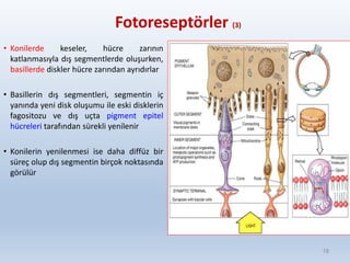 Fotoreseptörler (3)
• Konilerde keseler, hücre zarının
katlanmasıyla dış segmentlerde oluşurken,
basillerde diskler hücre zarından ayrıdırlar
• Basillerin dış segmentleri, segmentin iç
yanında yeni disk oluşumu ile eski disklerin
fagositozu ve dış uçta pigment epitel
hücreleri tarafından sürekli yenilenir
• Konilerin yenilenmesi ise daha diffüz bir
süreç olup dış segmentin birçok noktasında
görülür
18
 