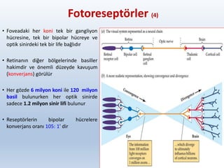 Fotoreseptörler (4)
• Foveadaki her koni tek bir gangliyon
hücresine, tek bir bipolar hücreye ve
optik sinirdeki tek bir life bağlıdır
• Retinanın diğer bölgelerinde basiller
hakimdir ve önemli düzeyde kavuşum
(konverjans) görülür
• Her gözde 6 milyon koni ile 120 milyon
basil bulunurken her optik sinirde
sadece 1.2 milyon sinir lifi bulunur
• Reseptörlerin bipolar hücrelere
konverjans oranı 105: 1' dir
19
 