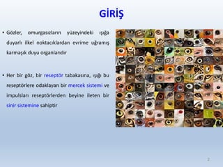 GİRİŞ
• Gözler, omurgasızların yüzeyindeki ışığa
duyarlı ilkel noktacıklardan evrime uğramış
karmaşık duyu organlarıdır
• Her bir göz, bir reseptör tabakasına, ışığı bu
reseptörlere odaklayan bir mercek sistemi ve
impulsları reseptörlerden beyine ileten bir
sinir sistemine sahiptir
2
 