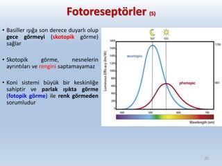 Fotoreseptörler (5)
• Basiller ışığa son derece duyarlı olup
gece görmeyi (skotopik görme)
sağlar
• Skotopik görme, nesnelerin
ayrıntıları ve rengini saptamayamaz
• Koni sistemi büyük bir keskinliğe
sahiptir ve parlak ışıkta görme
(fotopik görme) ile renk görmeden
sorumludur
20
 