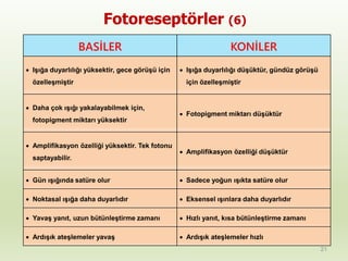 21
Fotoreseptörler (6)
BASİLER KONİLER
 Işığa duyarlılığı yüksektir, gece görüşü için
özelleşmiştir
 Işığa duyarlılığı düşüktür, gündüz görüşü
için özelleşmiştir
 Daha çok ışığı yakalayabilmek için,
fotopigment miktarı yüksektir
 Fotopigment miktarı düşüktür
 Amplifikasyon özelliği yüksektir. Tek fotonu
saptayabilir.
 Amplifikasyon özelliği düşüktür
 Gün ışığında satüre olur  Sadece yoğun ışıkta satüre olur
 Noktasal ışığa daha duyarlıdır  Eksensel ışınlara daha duyarlıdır
 Yavaş yanıt, uzun bütünleştirme zamanı  Hızlı yanıt, kısa bütünleştirme zamanı
 Ardışık ateşlemeler yavaş  Ardışık ateşlemeler hızlı
 