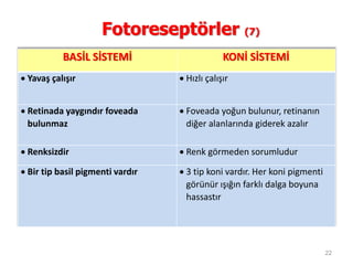 22
Fotoreseptörler (7)
BASİL SİSTEMİ KONİ SİSTEMİ
 Yavaş çalışır  Hızlı çalışır
 Retinada yaygındır foveada
bulunmaz
 Foveada yoğun bulunur, retinanın
diğer alanlarında giderek azalır
 Renksizdir  Renk görmeden sorumludur
 Bir tip basil pigmenti vardır  3 tip koni vardır. Her koni pigmenti
görünür ışığın farklı dalga boyuna
hassastır
 