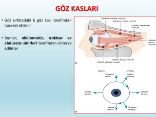 GÖZ KASLARI
• Göz orbitadaki 6 göz kası tarafından
hareket ettirilir
• Bunlar; okülomotür, troklear ve
abdusens sinirleri tarafından innerve
edilirler
23
 