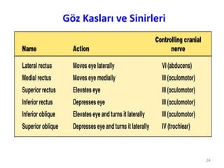 Göz Kasları ve Sinirleri
24
 