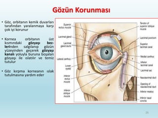 Gözün Korunması
• Göz, orbitanın kemik duvarları
tarafından yaralanmaya karşı
çok iyi korunur
• Kornea orbitanın üst
kısmındaki gözyaşı bez-
lerinden salgılanıp gözün
yüzeyinden geçerek gözyaşı
kanalı yoluyla buruna boşalan
gözyaşı ile ıslatılır ve temiz
tutulur
• Göz kırpma korneanın ıslak
tutulmasına yardım eder
25
 