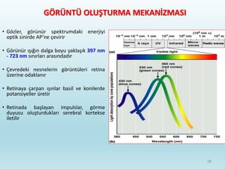 GÖRÜNTÜ OLUŞTURMA MEKANİZMASI
• Gözler, görünür spektrumdaki enerjiyi
optik sinirde AP’ne çevirir
• Görünür ışığın dalga boyu yaklaşık 397 nm
- 723 nm sınırları arasındadır
• Çevredeki nesnelerin görüntüleri retina
üzerine odaklanır
• Retinaya çarpan ışınlar basil ve konilerde
potansiyeller üretir
• Retinada başlayan impulslar, görme
duyusu oluşturdukları serebral kortekse
iletilir
26
 