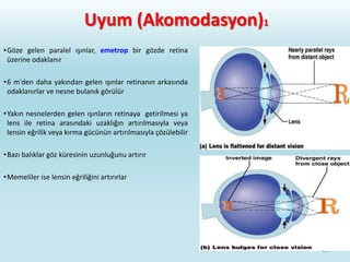Uyum (Akomodasyon)1
•Göze gelen paralel ışınlar, emetrop bir gözde retina
üzerine odaklanır
•6 m'den daha yakından gelen ışınlar retinanın arkasında
odaklanırlar ve nesne bulanık görülür
•Yakın nesnelerden gelen ışınların retinaya getirilmesi ya
lens ile retina arasındaki uzaklığın artırılmasıyla veya
lensin eğrilik veya kırma gücünün artırılmasıyla çözülebilir
•Bazı balıklar göz küresinin uzunluğunu artırır
•Memeliler ise lensin eğriliğini artırırlar
29
 