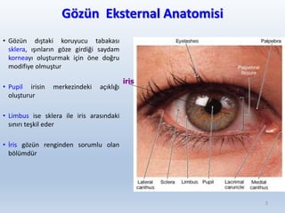 Gözün Eksternal Anatomisi
• Gözün dıştaki koruyucu tabakası
sklera, ışınların göze girdiği saydam
korneayı oluşturmak için öne doğru
modifiye olmuştur
• Pupil irisin merkezindeki açıklığı
oluşturur
• Limbus ise sklera ile iris arasındaki
sınırı teşkil eder
• İris gözün renginden sorumlu olan
bölümdür
3
iris
 