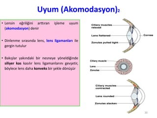 Uyum (Akomodasyon)2
• Lensin eğriliğini arttıran işleme uyum
(akomodasyon) denir
• Dinlenme sırasında lens, lens ligamanları ile
gergin tutulur
• Bakışlar yakındaki bir nesneye yöneldiğinde
siliyer kas kasılır lens ligamanlarını gevşetir,
böylece lens daha konveks bir şekle dönüşür
30
 