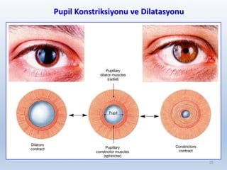 Pupil Konstriksiyonu ve Dilatasyonu
35
 