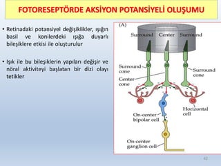 FOTORESEPTÖRDE AKSİYON POTANSİYELİ OLUŞUMU
• Retinadaki potansiyel değişiklikler, ışığın
basil ve konilerdeki ışığa duyarlı
bileşiklere etkisi ile oluşturulur
• Işık ile bu bileşiklerin yapıları değişir ve
nöral aktiviteyi başlatan bir dizi olayı
tetikler
42
 