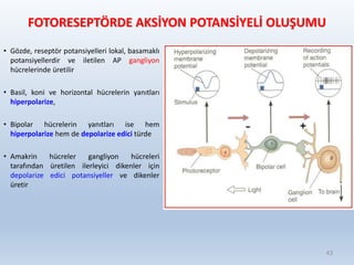 FOTORESEPTÖRDE AKSİYON POTANSİYELİ OLUŞUMU
• Gözde, reseptör potansiyelleri lokal, basamaklı
potansiyellerdir ve iletilen AP gangliyon
hücrelerinde üretilir
• Basil, koni ve horizontal hücrelerin yanıtları
hiperpolarize,
• Bipolar hücrelerin yanıtları ise hem
hiperpolarize hem de depolarize edici türde
• Amakrin hücreler gangliyon hücreleri
tarafından üretilen ilerleyici dikenler için
depolarize edici potansiyeller ve dikenler
üretir
43
 