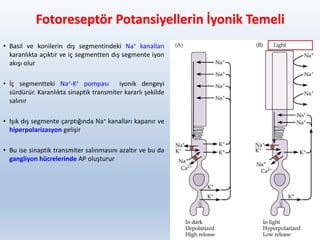 Fotoreseptör Potansiyellerin İyonik Temeli
• Basil ve konilerin dış segmentindeki Na+ kanalları
karanlıkta açıktır ve iç segmentten dış segmente iyon
akışı olur
• İç segmentteki Na+-K+ pompası iyonik dengeyi
sürdürür. Karanlıkta sinaptik transmiter kararlı şekilde
salınır
• Işık dış segmente çarptığında Na+ kanalları kapanır ve
hiperpolarizasyon gelişir
• Bu ise sinaptik transmiter salınmasını azaltır ve bu da
gangliyon hücrelerinde AP oluşturur
44
 