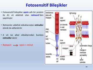Fotosensitif Bileşikler
• Fotosensitif bileşikler opsin adlı bir protein
ile A1 vit aldehidi olan retinen1’den
yapılmıştır
• Retinenler aldehid olduklarından retinaller
olarak da adlandırılır
• A vit ise alkol olduklarından bunlara
retinoller denir
• Rodopsin opsin + retinal
45
 