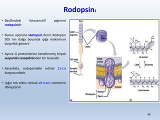 Rodopsin1
• Basillerdeki fotosensitif pigment
rodopsindir
• Bunun opsinine skotopsin denir. Rodopsin
505 nm dalga boyunda ışığa maksimum
duyarlılık gösterir
• Ayrıca G proteinlerine kenetlenmiş birçok
serpantin reseptöründen bir tanesidir
• Karanlıkta, rodopsindeki retinal 11-cis
kurgusundadır.
• Işığın tek etkisi retinali all-trans izomerine
dönüştürür
46
 