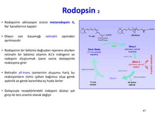 Rodopsin 2
• Rodopsinin aktivasyon ürünü metarodopsin II,
Na+ kanallarının kapatır
• Olayın son basamağı retinalin opsinden
ayrılmasıdır
• Rodopsinin bir bölümü doğrudan rejenere olurken
retinalin bir bölümü vitamin A1'e indirgenir ve
rodopsin oluşturmak üzere sonra skotopsinle
reaksiyona girer
• Retinalin all-trans izomerinin oluşumu hariç bu
reaksiyonların tümü ışıktan bağımsız olup gerek
aydınlık ve gerek karanlıkta eş hızda ilerler
• Dolayısıyla reseptörlerdeki rodopsin düzeyi ışık
girişi ile ters orantılı olarak değişir
47
 