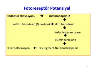 Fotoreseptör Potansiyel
Rodopsin aktivasyonu  metarodopsin-2

İnaktif transdusin (G protein)  aktif transdusin

fosfodiesterazı uyarır

cGMP parçalanır

Hiperpolarizasyon  Dış segment Na+ kanalı kapanır
48
 