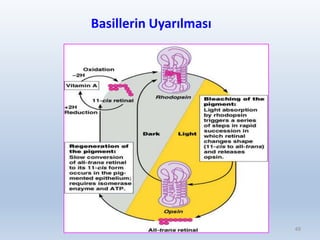 Basillerin Uyarılması
49
 