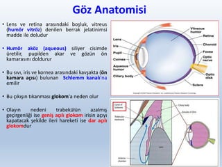 Göz Anatomisi
• Lens ve retina arasındaki boşluk, vitreus
(humör vitröz) denilen berrak jelatinimsi
madde ile doludur
• Humör aköz (aqueous) siliyer cisimde
üretilir, pupilden akar ve gözün ön
kamarasını doldurur
• Bu sıvı, iris ve kornea arasındaki kavşakta (ön
kamara açısı) bulunan Schlemm kanalı'na
emilir
• Bu çıkışın tıkanması glokom'a neden olur
• Olayın nedeni trabekülün azalmış
geçirgenliği ise geniş açılı glokom irisin açıyı
kapatacak şekilde ileri hareketi ise dar açılı
glokomdur
5
 