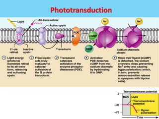 Phototransduction
51
 
