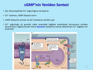 cGMP’nin Yeniden Sentezi
• Işık, fotoreseptörde Ca2+ yoğunluğunu da düşürür
• Ca2+ azalması, cGMP düzeyini artırır
• cGMP düzeyinin artması ise Na+ kanallarını yeniden açar
• Ca2+ yoğunluğu ile guanilat siklaz arasındaki bağlantı karanlıktaki durumunun yeniden
kazanılmasını sağlamasından ötürü recoverin (iyileştirici) olarak adlandırılan Ca2+ bağlayıcı bir
proteindir
53
 