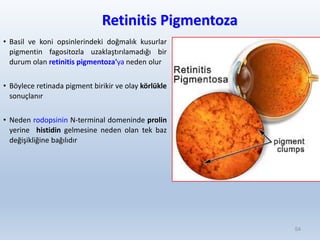 Retinitis Pigmentoza
• Basil ve koni opsinlerindeki doğmalık kusurlar
pigmentin fagositozla uzaklaştırılamadığı bir
durum olan retinitis pigmentoza'ya neden olur
• Böylece retinada pigment birikir ve olay körlükle
sonuçlanır
• Neden rodopsinin N-terminal domeninde prolin
yerine histidin gelmesine neden olan tek baz
değişikliğine bağılıdır
54
 