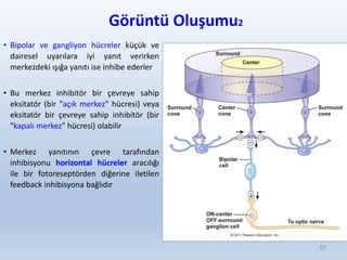 Görüntü Oluşumu2
• Bipolar ve gangliyon hücreler küçük ve
dairesel uyarılara iyi yanıt verirken
merkezdeki ışığa yanıtı ise inhibe ederler
• Bu merkez inhibitör bir çevreye sahip
eksitatör (bir "açık merkez" hücresi) veya
eksitatör bir çevreye sahip inhibitör (bir
"kapalı merkez" hücresi) olabilir
• Merkez yanıtının çevre tarafından
inhibisyonu horizontal hücreler aracılığı
ile bir fotoreseptörden diğerine iletilen
feedback inhibisyona bağlıdır
57
 
