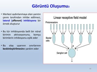 Görüntü Oluşumu3
• Merkezi aydınlanmaya olan yanıtın
çevre tarafından inhibe edilmesi,
lateral (afferent) inhibisyona bir
örnek oluşturur
• Bu tür inhibisyonda belli bir nöral
birimin aktivasyonuna, komşu
birimlerin inhibisyonu eşlik eder
• Bu olay uyarının sınırlarının
keskinleştirilmesine yardım eder
58
 