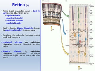Retina (1)
• Retina birçok tabakadan oluşur ve basil ile
koni dışında 4 tip nöron içerir:
– bipolar hücreler
– gangliyon hücreleri
– horizontal hücreler
– amakrin hücreler
• Basil ve koniler bipolar hücrelerle, bunlar
da gangliyon hücreleri ile sinaps yapar
• Gangliyon hücre aksonları bir araya gelerek
optik siniri oluşturur
• Horizontal hücreler, dış pleksiform
tabakadaki reseptör hücreleri birbirine
bağlar
• Amakrin hücreler, iç pleksiform
tabakadaki gangliyon hücrelerini
birbirlerine bağlar. Bu hücrelerin aksonları
yoktur
6
 