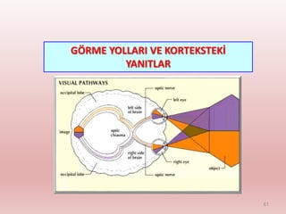GÖRME YOLLARI VE KORTEKSTEKİ
YANITLAR
61
 