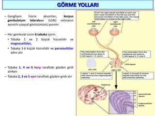 GÖRME YOLLARI
– Gangliyon hücre aksonları, korpus
genikulatum lateraleye (LGN) retinanın
ayrıntılı uzaysal görünümünü yansıtır
– Her genikulat cisim 6 tabaka içerir:
• Tabaka 1 ve 2 büyük hücrelidir ve
magnosellüler,
• Tabaka 3-6 küçük hücrelidir ve parvosellüler
adını alır
– Tabaka 1, 4 ve 6 karşı taraftaki gözden girdi
alırken
– Tabaka 2, 3 ve 5 aynı taraftaki gözden girdi alır
62
 