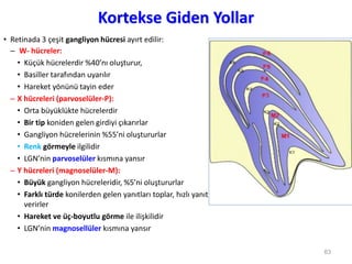 Kortekse Giden Yollar
• Retinada 3 çeşit gangliyon hücresi ayırt edilir:
– W- hücreler:
• Küçük hücrelerdir %40’nı oluşturur,
• Basiller tarafından uyarılır
• Hareket yönünü tayin eder
– X hücreleri (parvoselüler-P):
• Orta büyüklükte hücrelerdir
• Bir tip koniden gelen girdiyi çıkarırlar
• Gangliyon hücrelerinin %55’ni oluştururlar
• Renk görmeyle ilgilidir
• LGN’nin parvoselüler kısmına yansır
– Y hücreleri (magnoselüler-M):
• Büyük gangliyon hücreleridir, %5’ni oluştururlar
• Farklı türde konilerden gelen yanıtları toplar, hızlı yanıt
verirler
• Hareket ve üç-boyutlu görme ile ilişkilidir
• LGN’nin magnosellüler kısmına yansır
63
 
