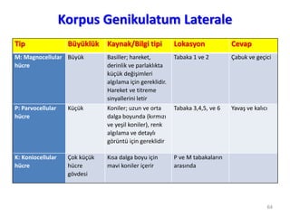 Korpus Genikulatum Laterale
64
Tip Büyüklük Kaynak/Bilgi tipi Lokasyon Cevap
M: Magnocellular
hücre
Büyük Basiller; hareket,
derinlik ve parlaklıkta
küçük değişimleri
algılama için gereklidir.
Hareket ve titreme
sinyallerini letir
Tabaka 1 ve 2 Çabuk ve geçici
P: Parvocellular
hücre
Küçük Koniler; uzun ve orta
dalga boyunda (kırmızı
ve yeşil koniler), renk
algılama ve detaylı
görüntü için gereklidir
Tabaka 3,4,5, ve 6 Yavaş ve kalıcı
K: Koniocellular
hücre
Çok küçük
hücre
gövdesi
Kısa dalga boyu için
mavi koniler içerir
P ve M tabakaların
arasında
 
