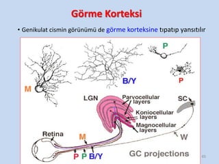 Görme Korteksi
• Genikulat cismin görünümü de görme korteksine tıpatıp yansıtılır
65
 