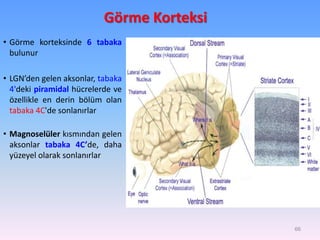 Görme Korteksi
• Görme korteksinde 6 tabaka
bulunur
• LGN’den gelen aksonlar, tabaka
4'deki piramidal hücrelerde ve
özellikle en derin bölüm olan
tabaka 4C'de sonlanırlar
• Magnoselüler kısmından gelen
aksonlar tabaka 4C’de, daha
yüzeyel olarak sonlanırlar
66
 