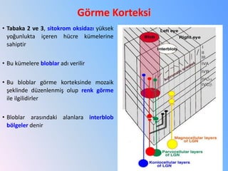 Görme Korteksi
• Tabaka 2 ve 3, sitokrom oksidazı yüksek
yoğunlukta içeren hücre kümelerine
sahiptir
• Bu kümelere bloblar adı verilir
• Bu bloblar görme korteksinde mozaik
şeklinde düzenlenmiş olup renk görme
ile ilgilidirler
• Bloblar arasındaki alanlara interblob
bölgeler denir
67
 