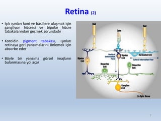 Retina (2)
• Işık ışınları koni ve basillere ulaşmak için
gangliyon hücresi ve bipolar hücre
tabakalarından geçmek zorundadır
• Koroidin pigment tabakası, ışınları
retinaya geri yansımalarını önlemek için
absorbe eder
• Böyle bir yansıma görsel imajların
bulanmasına yol açar
7
 