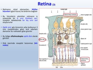 Retina (3)
• Retinanın nöral elemanları, Müller
hücreleri (glial hücre) ile birbirine bağlıdır
• Bu hücrelerin çıkıntıları retinanın iç
yüzeyinde bir iç sınır (limitan) zarı,
reseptör tabakasında bir dış sınır zarı
oluştururlar
• Optik sinir göz küresinin arka kutbunun 3
mm medyalinden gözü terk ederken
damarlar bu noktadan göze girerler
• Bu bölge oftalmoskopta optik disk olarak
görülür.
• Disk üzerinde reseptör bulunmaz (kör
nokta)
8
 