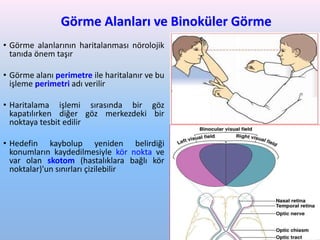 Görme Alanları ve Binoküler Görme
• Görme alanlarının haritalanması nörolojik
tanıda önem taşır
• Görme alanı perimetre ile haritalanır ve bu
işleme perimetri adı verilir
• Haritalama işlemi sırasında bir göz
kapatılırken diğer göz merkezdeki bir
noktaya tesbit edilir
• Hedefin kaybolup yeniden belirdiği
konumların kaydedilmesiyle kör nokta ve
var olan skotom (hastalıklara bağlı kör
noktalar)'un sınırları çizilebilir
85
 