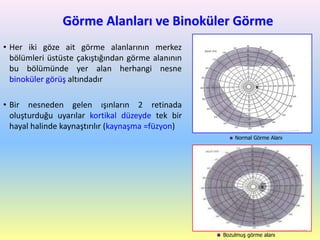 Görme Alanları ve Binoküler Görme
• Her iki göze ait görme alanlarının merkez
bölümleri üstüste çakıştığından görme alanının
bu bölümünde yer alan herhangi nesne
binoküler görüş altındadır
• Bir nesneden gelen ışınların 2 retinada
oluşturduğu uyarılar kortikal düzeyde tek bir
hayal halinde kaynaştırılır (kaynaşma =füzyon)
86
 Normal Görme Alanı
 Bozulmuş görme alanı
 