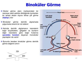 87
Binoküler Görme
 Gözler görme alanı merkezindeki bir
nesneye sabit şekilde dikildiğinde bunlardan
bir tanesi eksen dışına itilirse çift görme
(diplopi) olur
 Binoküler görme derinlik algılamada
çoğunlukla önemli bir rol üstlenir
 Aslında derinlik algılamanın nesnelerin
bağıl büyüklükleri, gölgeleri ve bunların
diğer nesnelere göre bağıl hızlarına
(paralaks hareket) dayanan monoküler
yapıtaşları da vardır
 Bununla beraber binoküler görme derinlik
görme değerini artırır
 