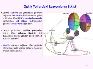 Optik Yollardaki Lezyonların Etkisi
• Görme alanının alt yarısındaki görmeyi
sağlayan üst retinal kadranlardan gelen
optik sinir lifleri LGN’in mediyal yarısında
sonlanırken, alt retinal kadranlardan
gelenler lateral yarıda sonlanır
• Lateral genikulatın mediyal yarısından
gelen lifler kalkarin fissürün üst
dudağında, lateral yarıdan gelen lifler alt
dudakta sonlanır
• Maküler görmeyi sağlayan lifler periferik
görmeden farklı olarak kalkarin fissürün
arkasında sonlanırlar
90
 